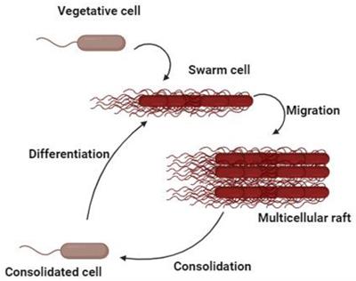 Overview of Proteus mirabilis pathogenicity and virulence. Insights into the role of metals